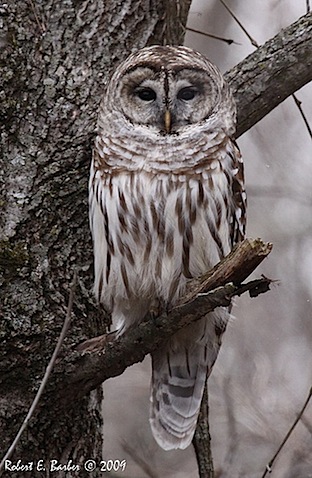barred owl