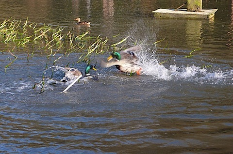 duck fight