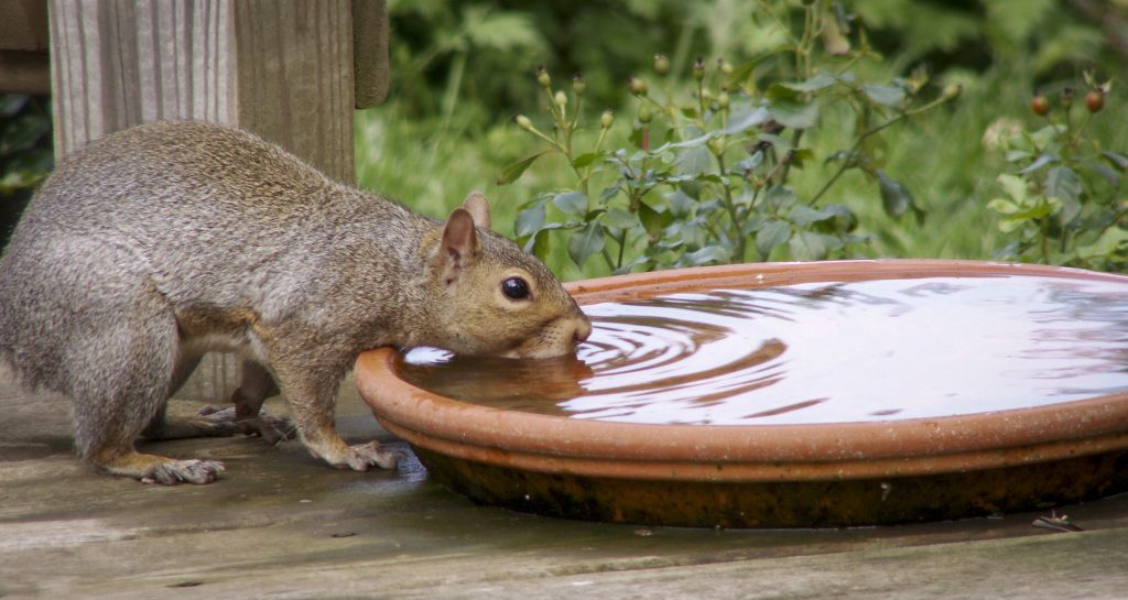 Squirrel drinking water